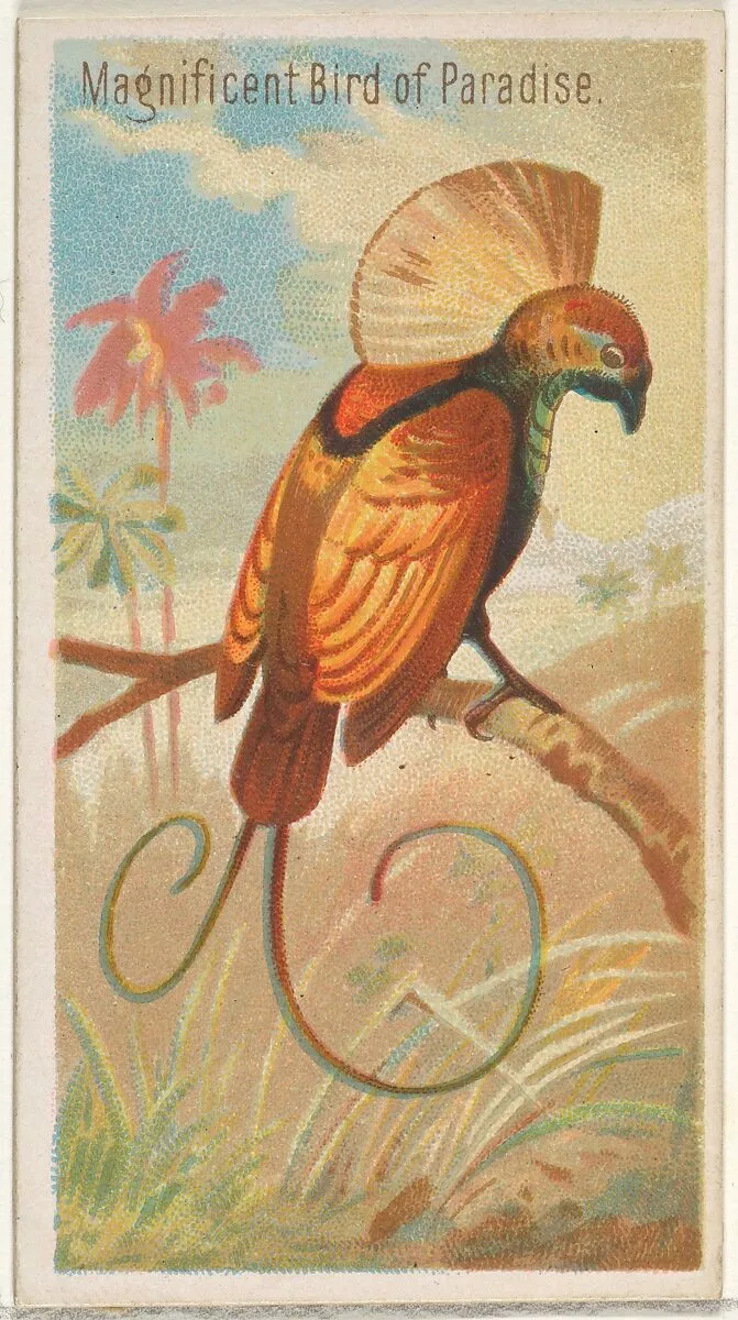 Magnificent Bird of Paradise, from the Birds of the Tropics series (N5) for Allen & Ginter Cigarettes Brands — Allen & Ginter|George S. Harris & Sons