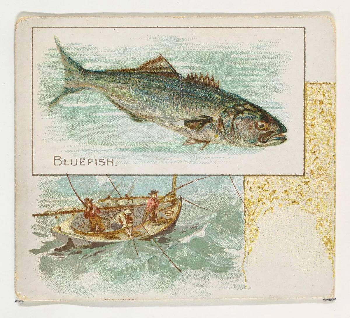 Bluefish, from Fish from American Waters series (N39) for Allen & Ginter Cigarettes — Allen & Ginter|Lindner, Eddy & Claus