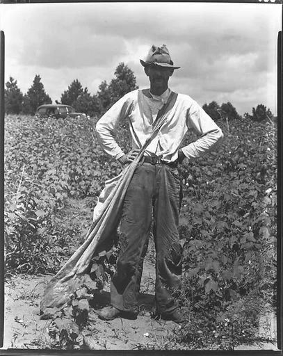 [Bud Fields Standing in Cotton Field, Hale County, Alabama]
