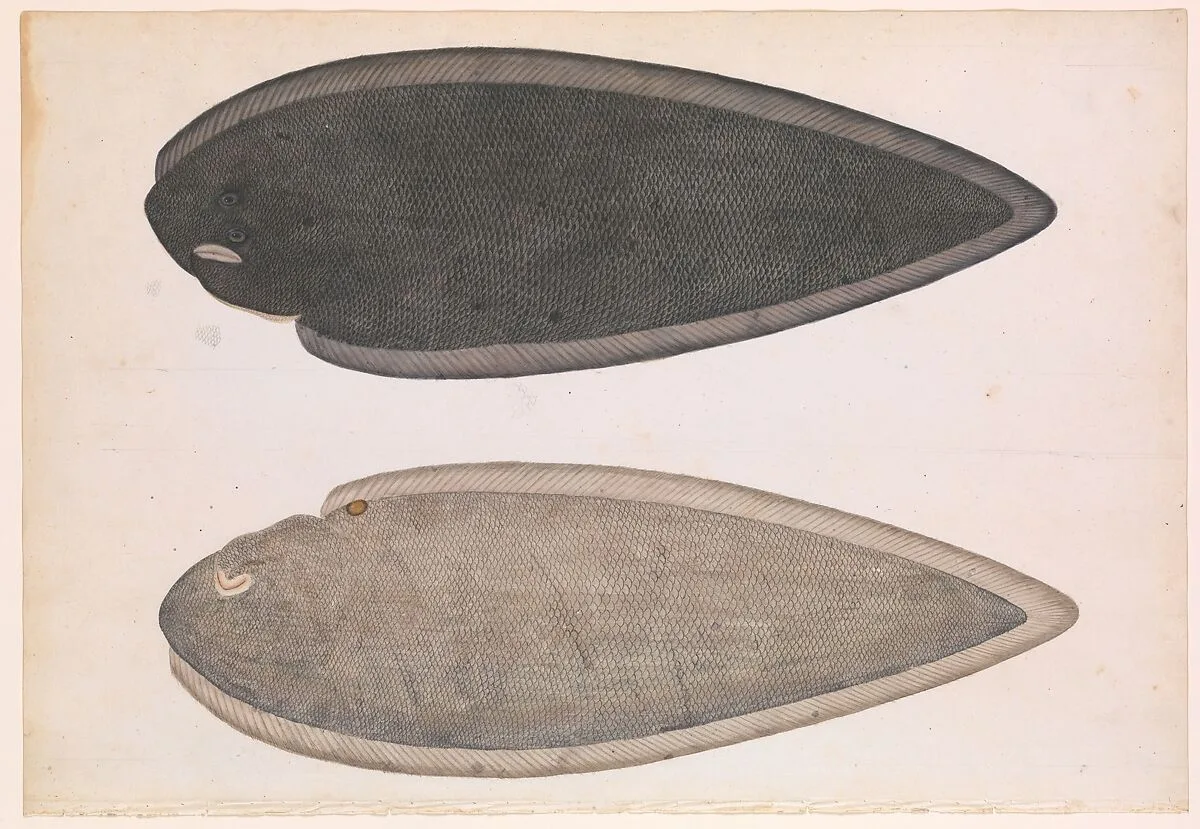 Two Sides of a Bengal River Fish — Unknown