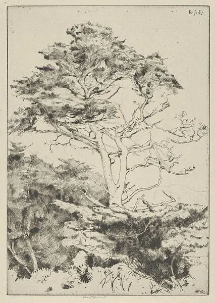 Point Lobos Cypress — Ernest Haskell