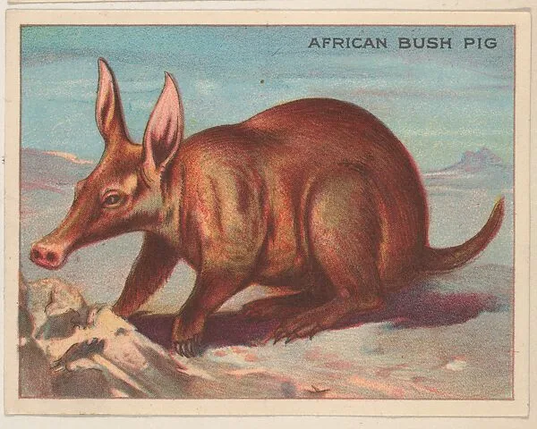 African Bush Pig, collector card from the Animals series (D9), issued by the Weber Baking Company to promote Onist Milk and Pullman Bread — Weber Baking Company