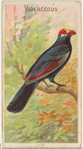 Violaceous, from the Birds of the Tropics series (N5) for Allen & Ginter Cigarettes Brands