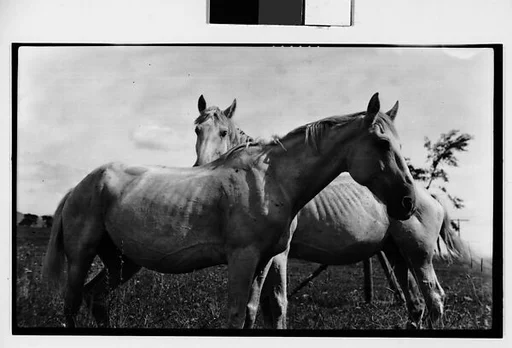 [Two Horses, Probably Canada]