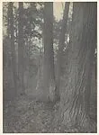 Tree Study - September. Little Falls, New York — Unknown
