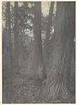 Tree Study - September. Little Falls, New York
