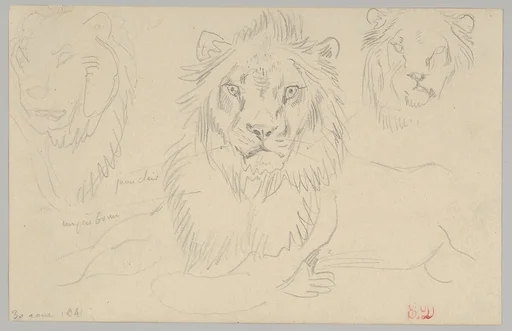 A Lion, Full Face, August 30, 1841