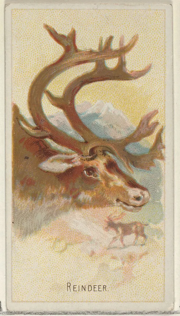 Reindeer, from the Wild Animals of the World series (N25) for Allen & Ginter Cigarettes — Allen & Ginter|George S. Harris & Sons