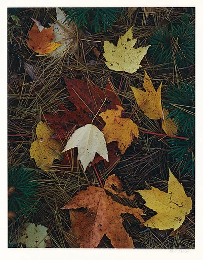 Maple Leaves and Pine Needles, Tamworth, New Hampshire