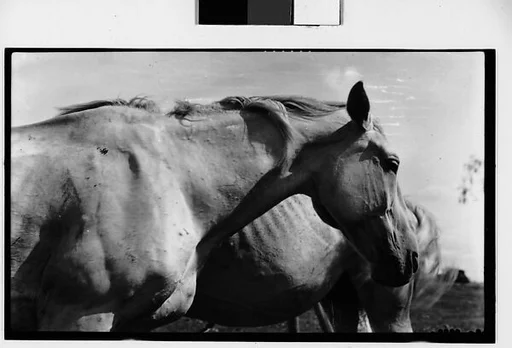 [Two Horses, Probably Canada]