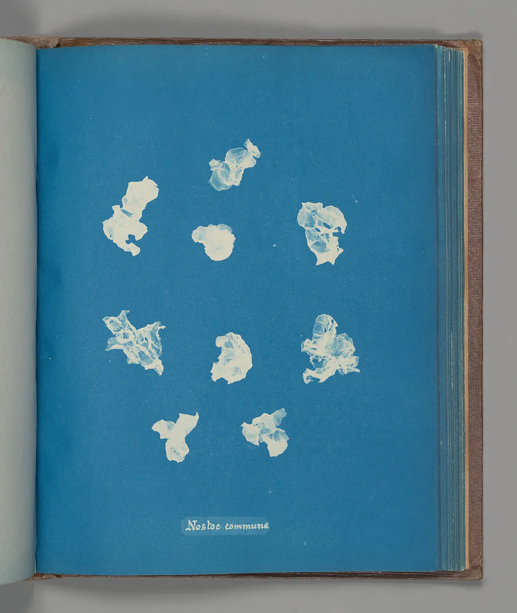 Nostoe commune — Anna Atkins