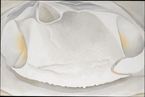 Clam Shell — Georgia O'Keeffe