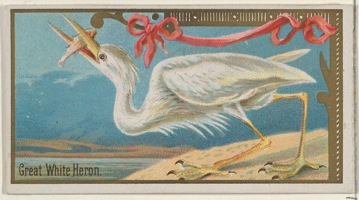 Great White Heron, from the Game Birds series (N13) for Allen & Ginter Cigarettes Brands — Allen & Ginter|George S. Harris & Sons