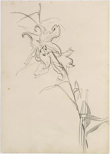 Lily, Study for "Carnation, Lily, Lily, Rose" — John Singer Sargent