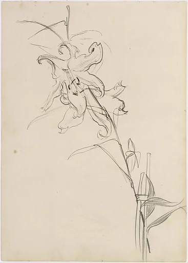 Lily, Study for "Carnation, Lily, Lily, Rose"