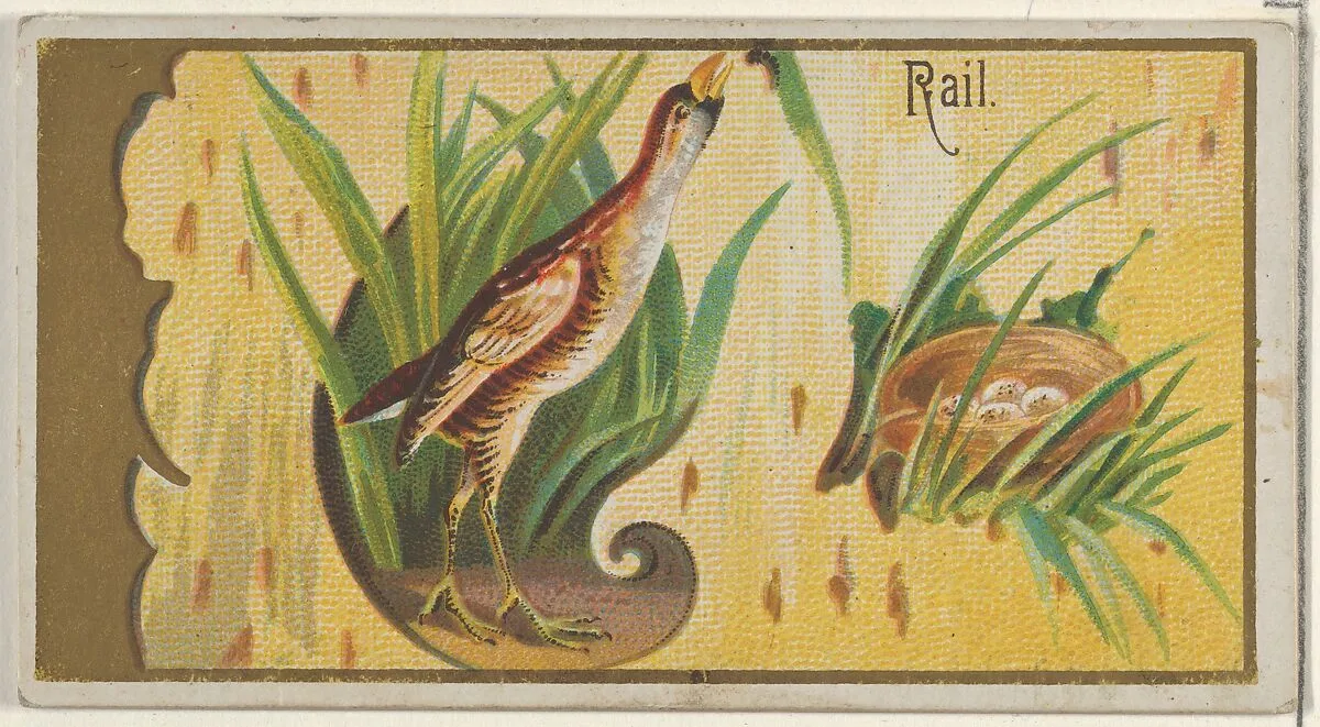 Rail, from the Game Birds series (N13) for Allen & Ginter Cigarettes Brands — Allen & Ginter|George S. Harris & Sons
