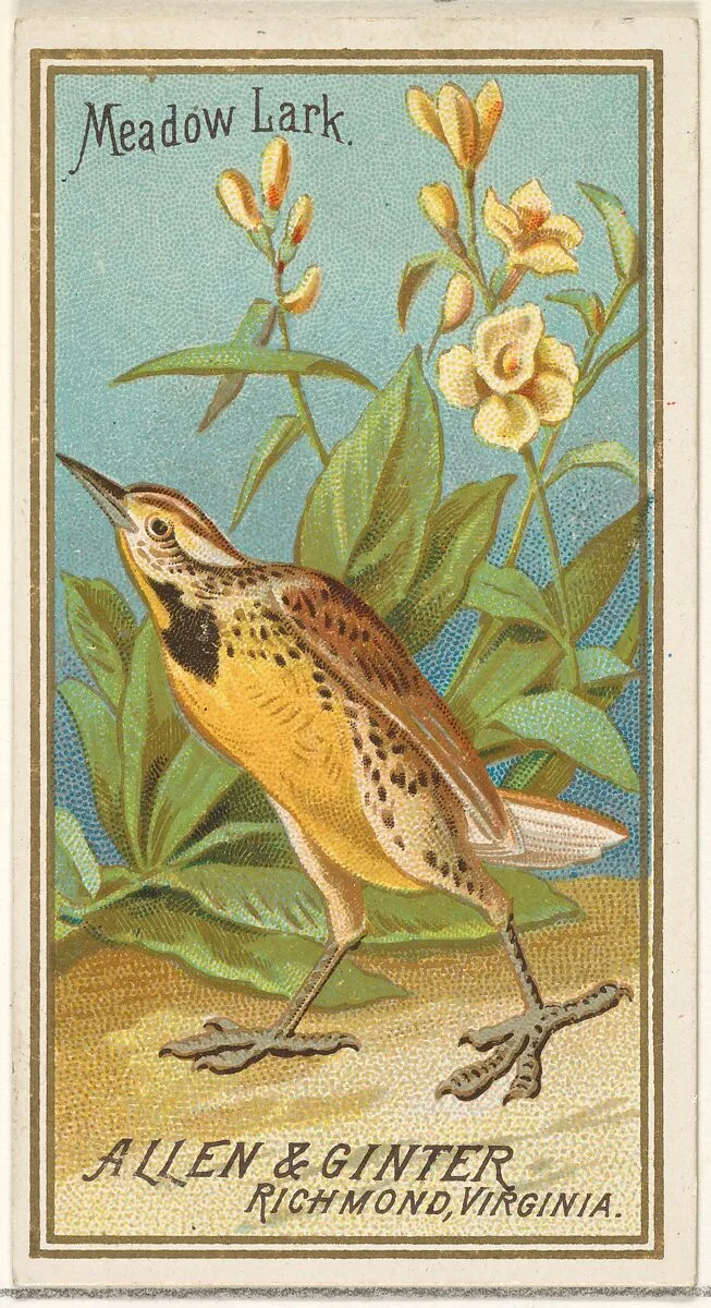 Meadow Lark, from the Birds of America series (N4) for Allen & Ginter Cigarettes Brands — Allen & Ginter