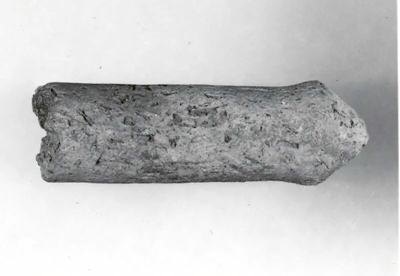 Phallus — Unknown