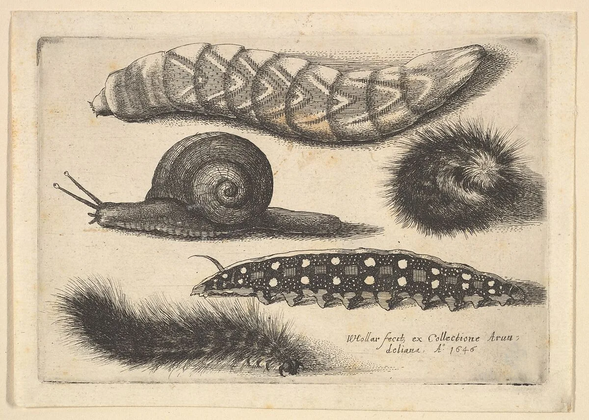 Four Caterpillars and a Snail — Wenceslaus Hollar
