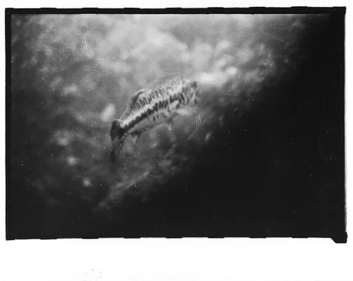 [Twenty-Three 35mm Film Frames on Uncut Roll: 19 Underwater Studies of Fish and Turtles, and 4 Test Frames]