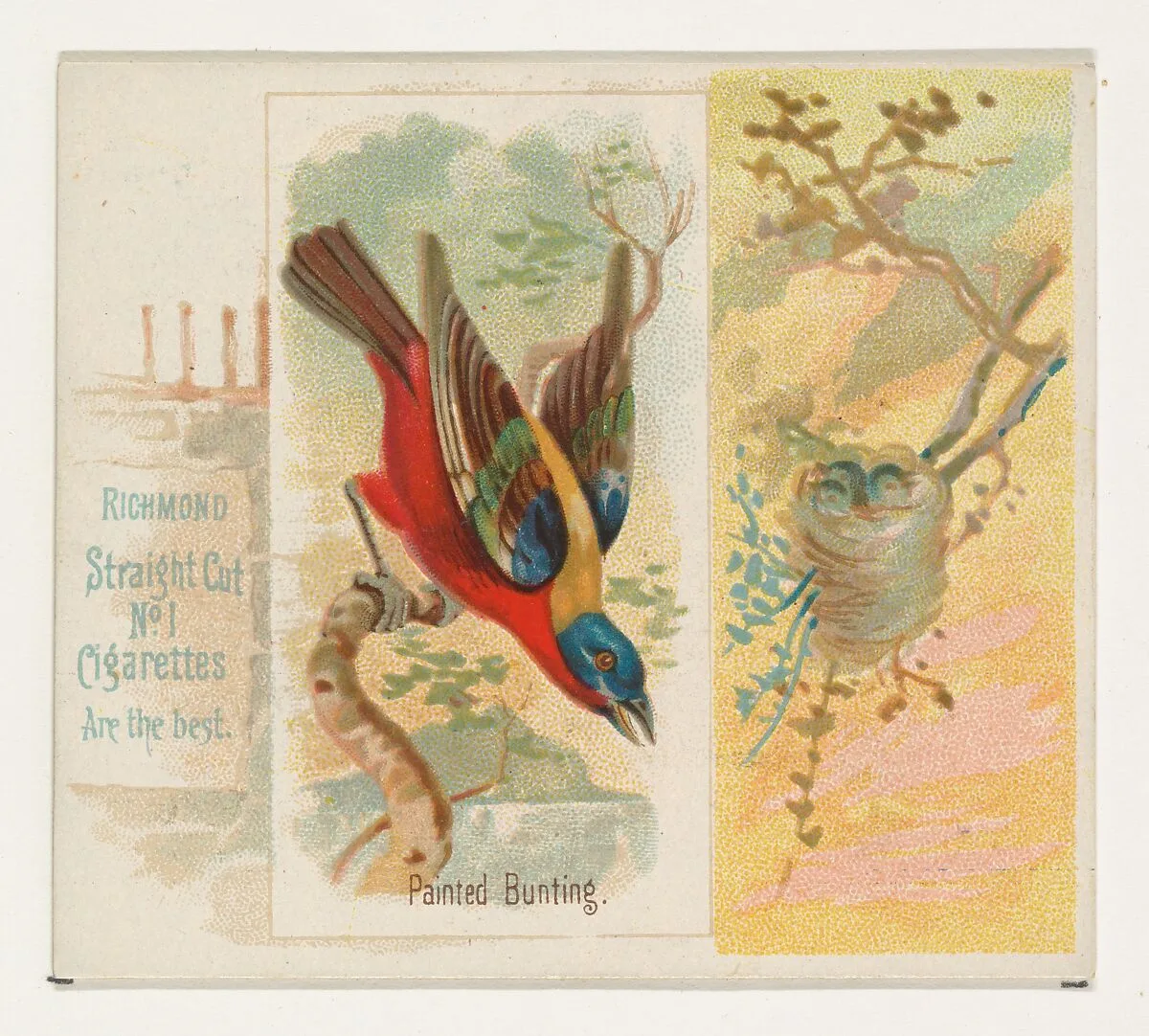 Painted Bunting, from the Song Birds of the World series (N42) for Allen & Ginter Cigarettes — Allen & Ginter|George S. Harris & Sons