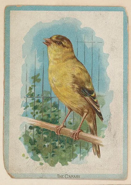 The Canary, collector card from the Birds and Animals series (D15), issued by the Schulze Baking Company — Schulze Baking Company