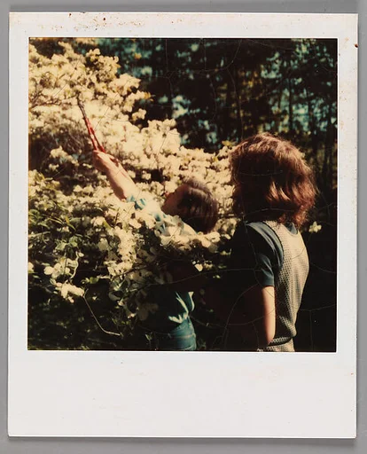 [Jerry Thompson and Jane Corrigan Pruning a Tree]