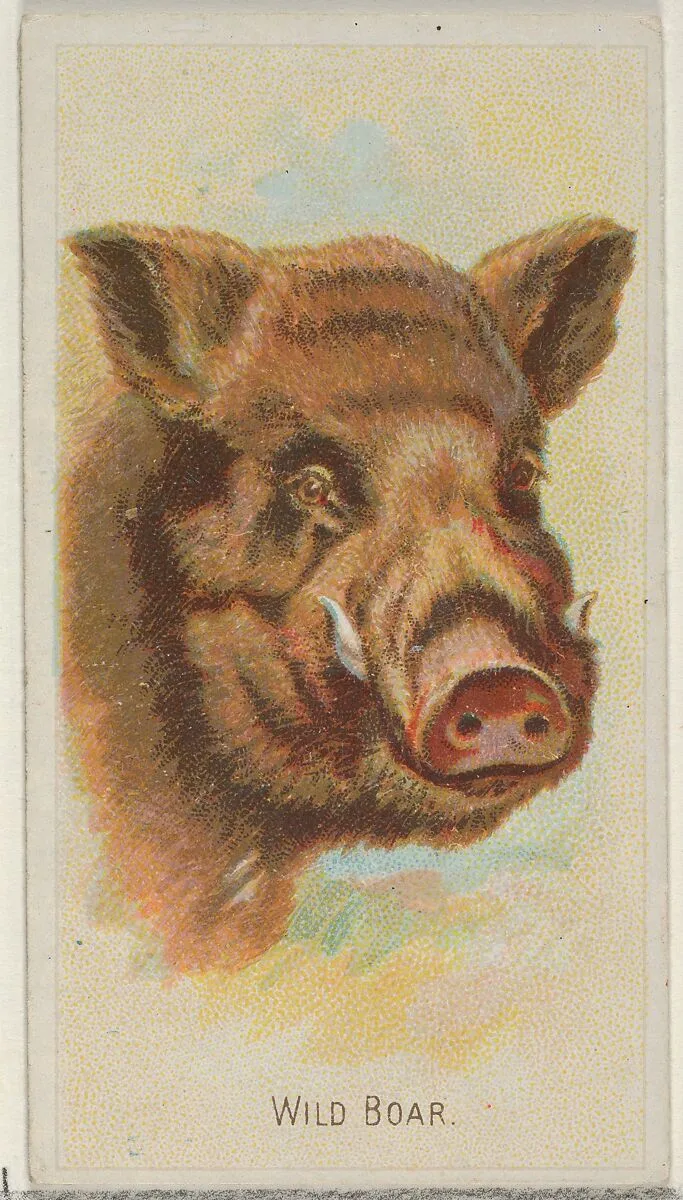 Wild Boar, from the Wild Animals of the World series (N25) for Allen & Ginter Cigarettes — Allen & Ginter|George S. Harris & Sons