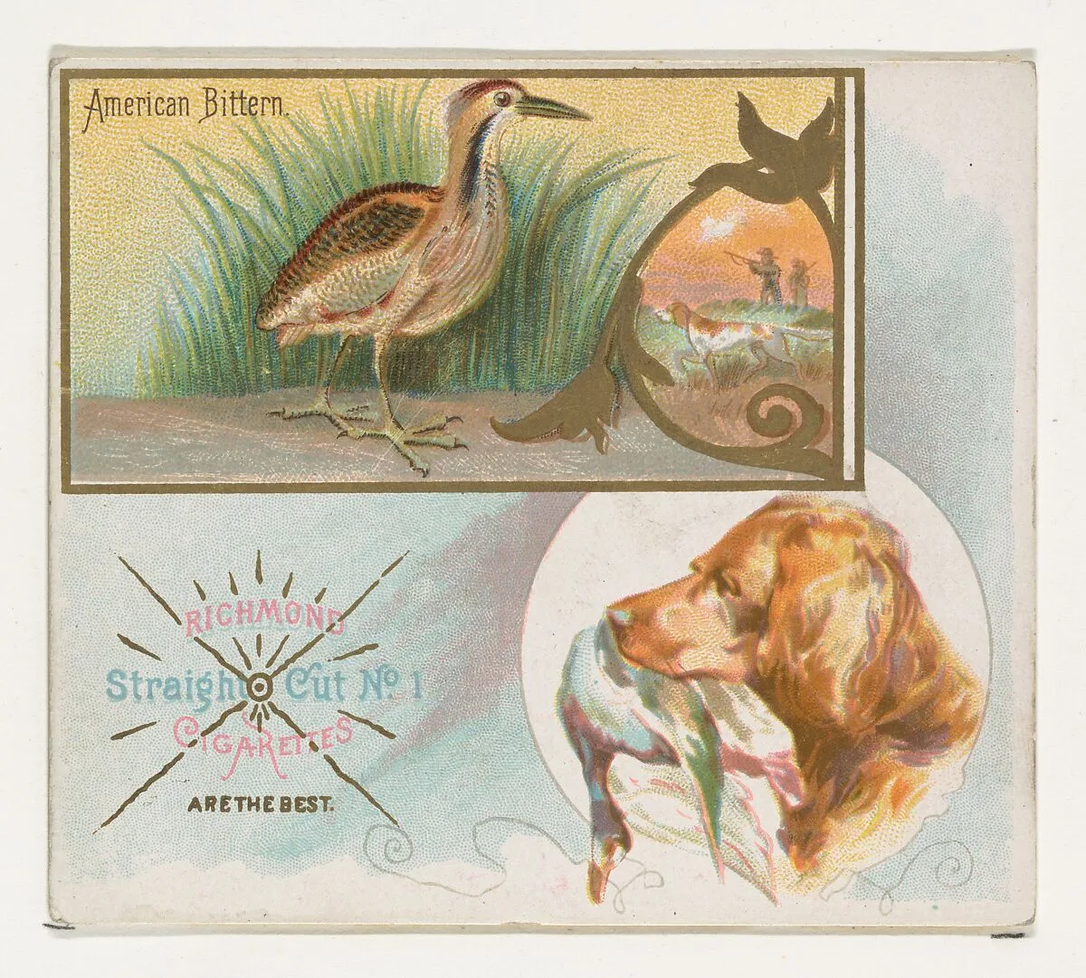 American Bittern, from the Game Birds series (N40) for Allen & Ginter Cigarettes — Allen & Ginter