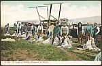 A Crew of Sheep Shearers at Work. (Montana)