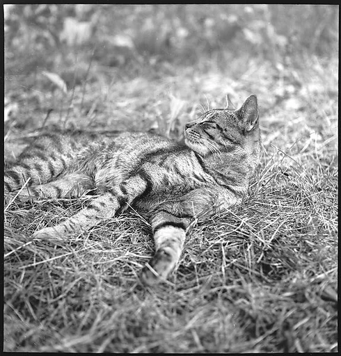 [7 Portraits of Unidentified Boy on Lawn and Cat]