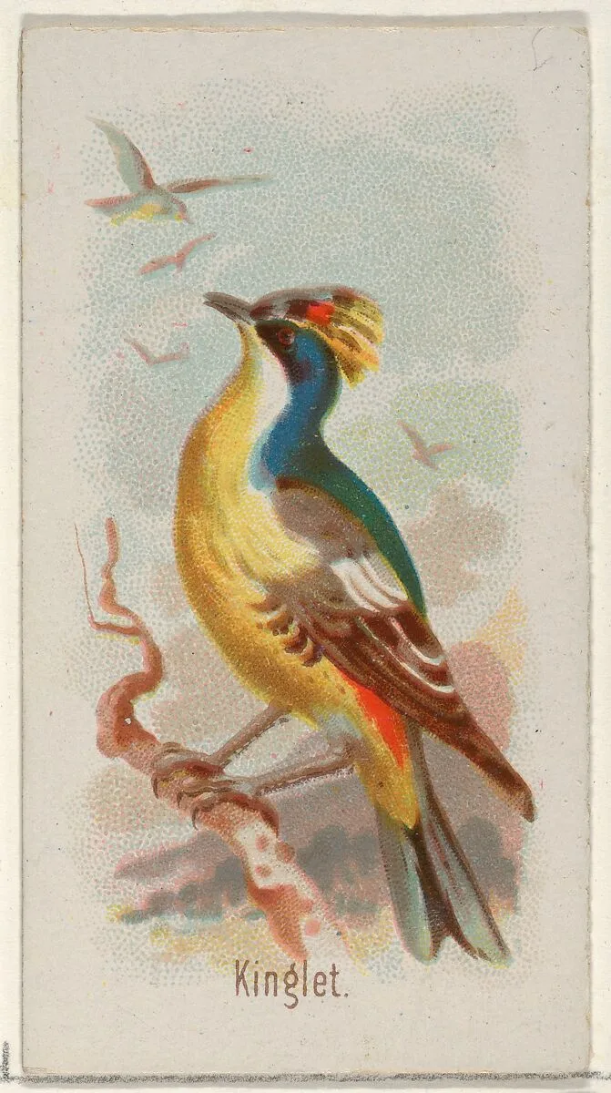 Kinglet, from the Song Birds of the World series (N23) for Allen & Ginter Cigarettes — George S. Harris & Sons|Allen & Ginter