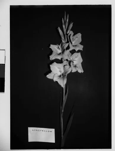 [Gladiola with White Identifying Label in Front of Backdrop, Darien, Connecticut]