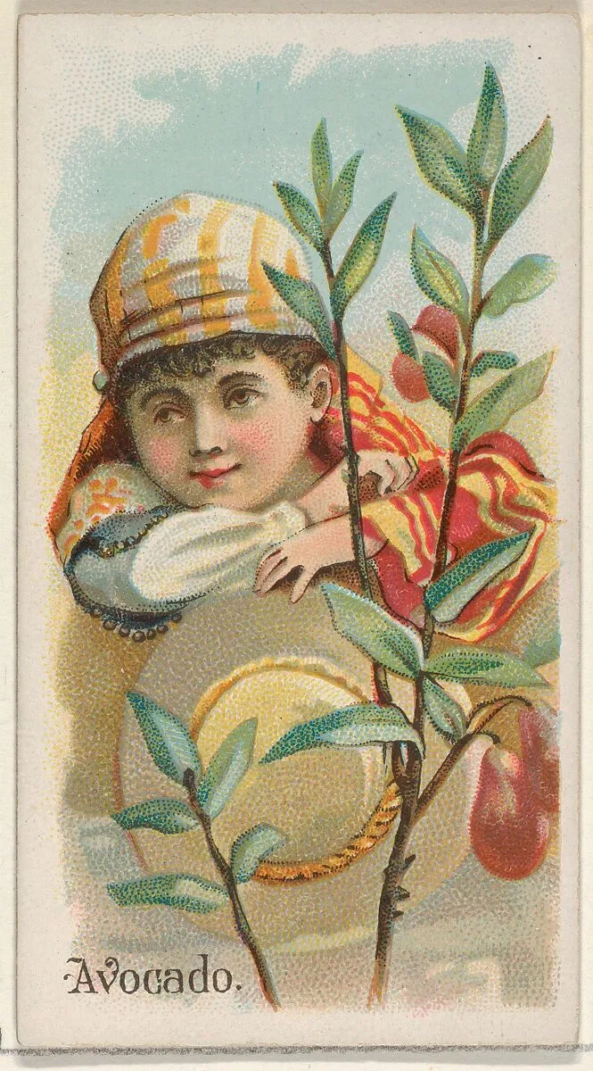 Avocado, from the Fruits series (N12) for Allen & Ginter Cigarettes Brands — Allen & Ginter|George S. Harris & Sons