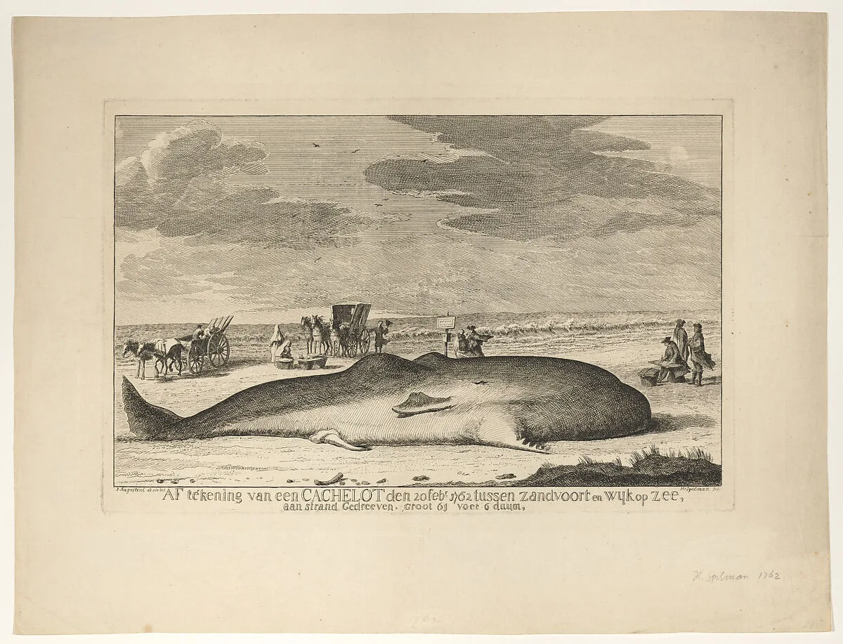 A Stranded Whale on the Beach Between Zandvoort and Wijk aan Zee — Jacobus Luberti Augustini|Hendrik Spilman