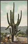 Giant Cactus — Unknown