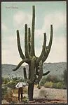Giant Cactus