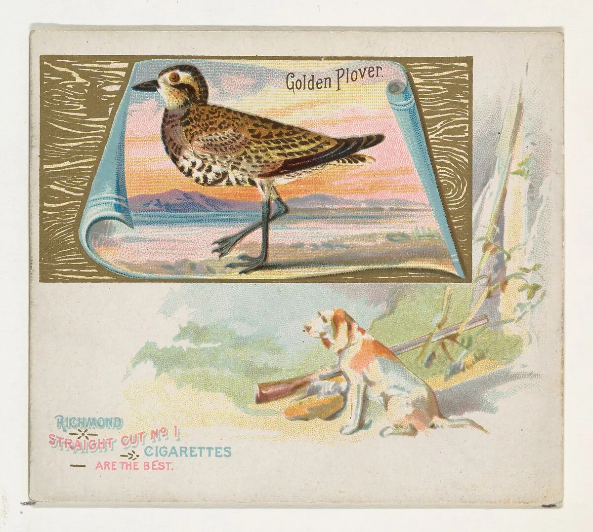 Golden Plover, from the Game Birds series (N40) for Allen & Ginter Cigarettes — Allen & Ginter