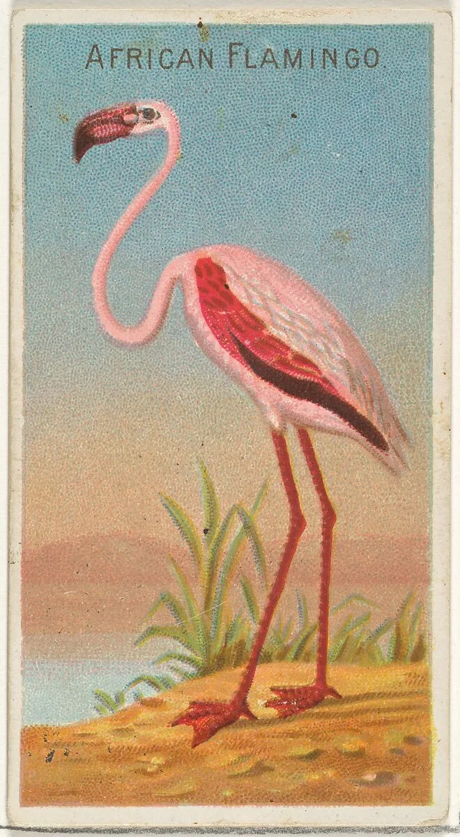 African Flamingo, from the Birds of the Tropics series (N5) for Allen & Ginter Cigarettes Brands — Allen & Ginter|George S. Harris & Sons