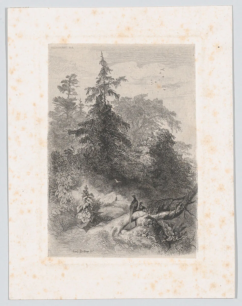 Two Pheasants in a Forest — Bertauts|Jules Géruzet|Karl Bodmer