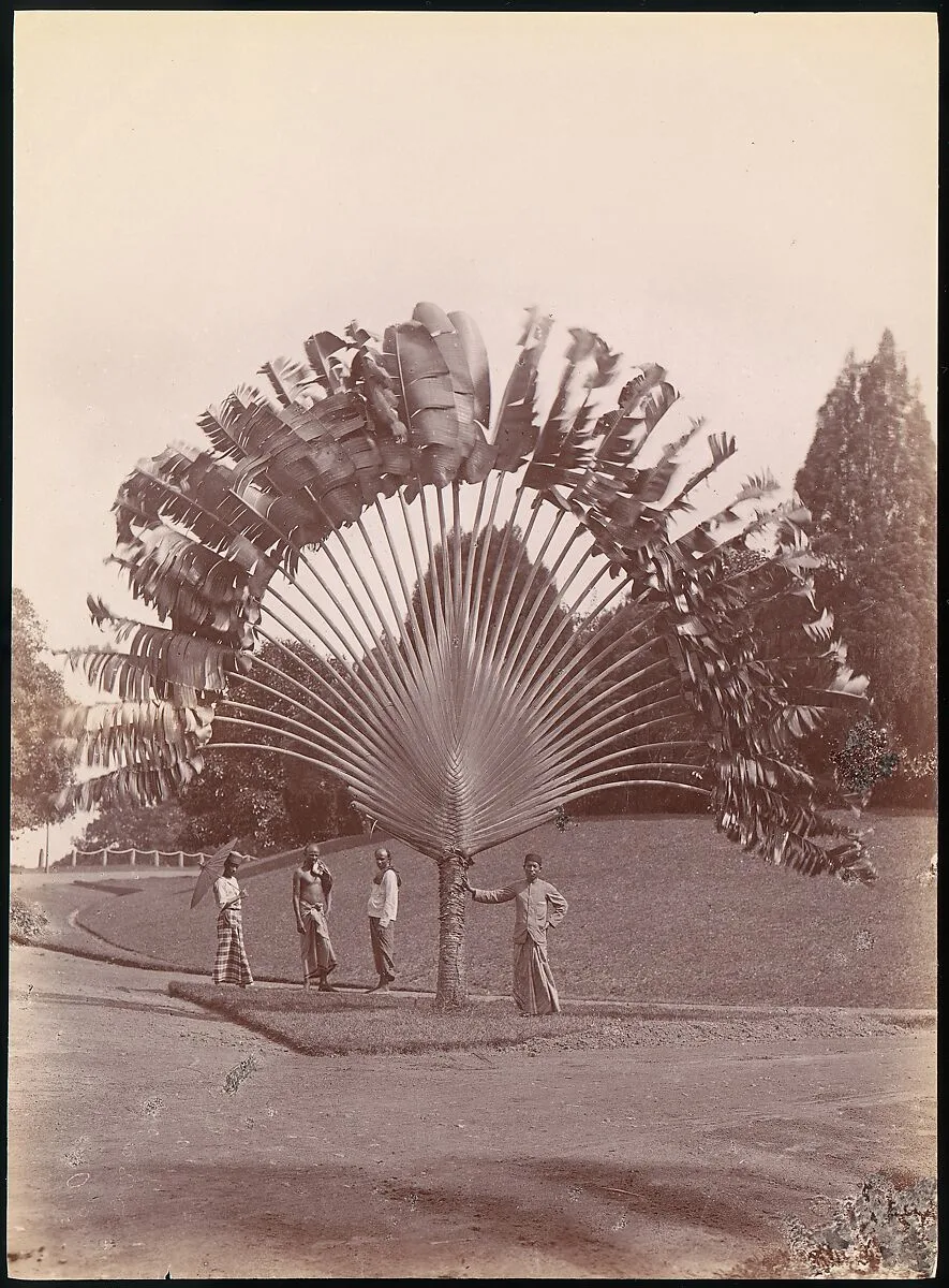Fan Palm, Singapore — Unknown