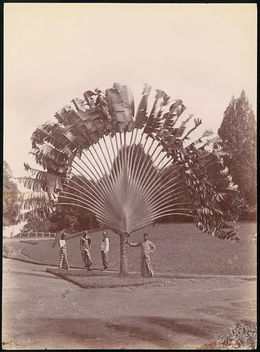 Fan Palm, Singapore
