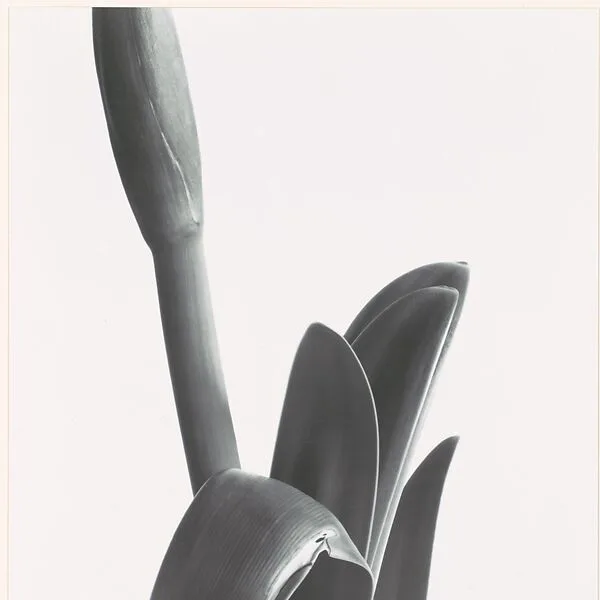 Amaryllis — Imogen Cunningham
