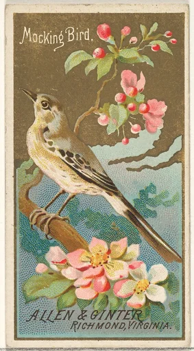 Mockingbird, from the Birds of America series (N4) for Allen & Ginter Cigarettes Brands