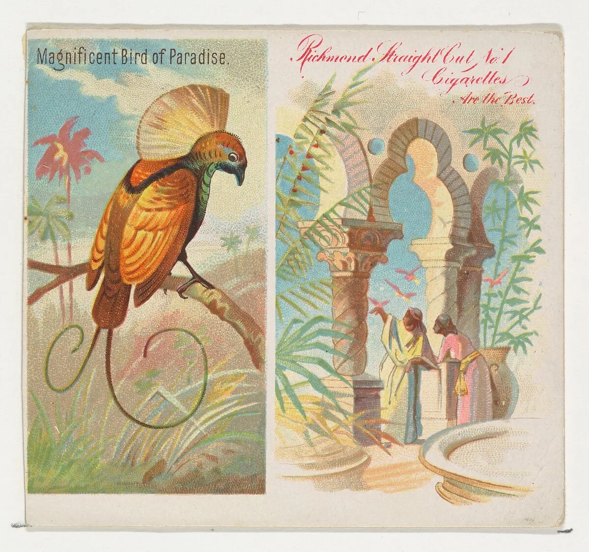 Magnificent Bird of Paradise, from Birds of the Tropics series (N38) for Allen & Ginter Cigarettes — Allen & Ginter|George S. Harris & Sons