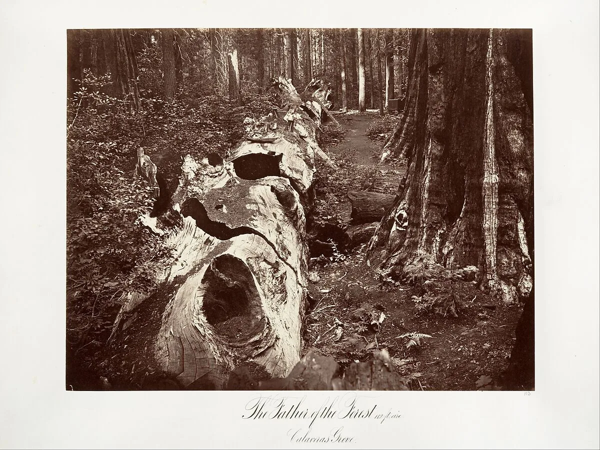 The Father of the Forest, 112 feet circumference, Calaveras Grove — Carleton E. Watkins