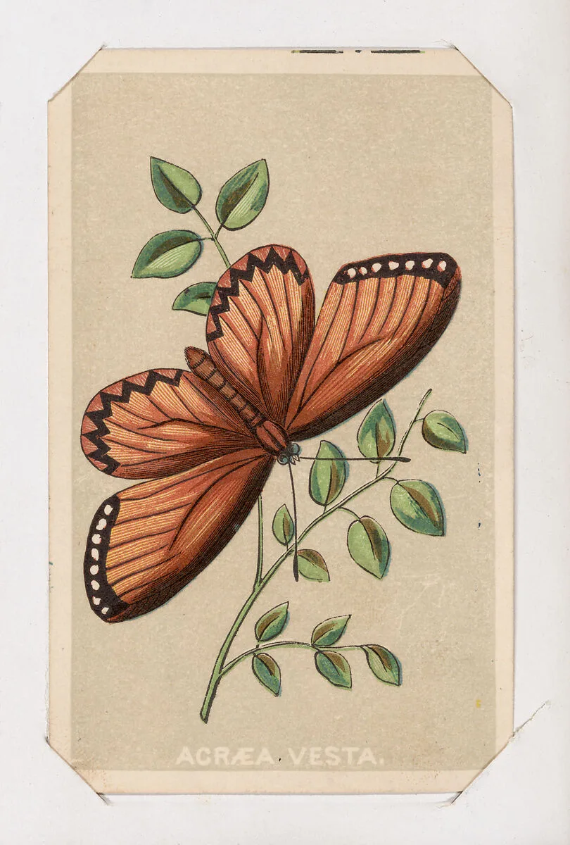 Acraea Vesta butterfly card from the Butterflies and Moths of America series — Louis Prang & Co.