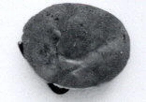 Disk ornament