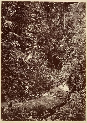 Tropical Scenery, Tropical Forest
